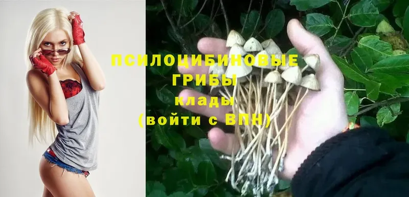 Галлюциногенные грибы Psilocybe Николаевск